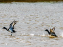 Mallard Duck - Kaczka Krzyżówka